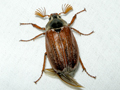 Melolontha melolontha